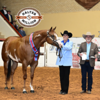 Halter Million champion being presented their awards.