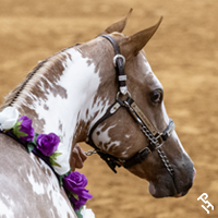 Paint Horse wearing a floral neck sash.