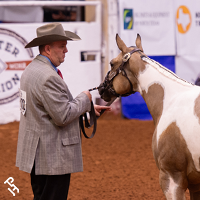 Halter Million exhibitor in the arena.