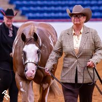 An exhibitor showing their horse at Halter Million.