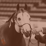 A Paint Horse being shown at Halter Million.