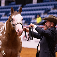 An exhibitor showing at Halter Million.