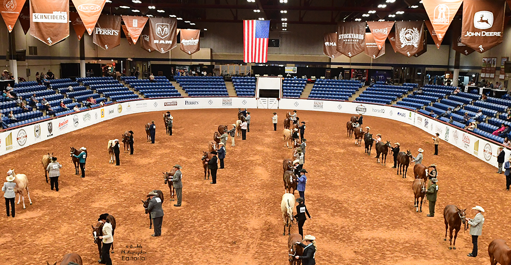 Aerial view of a Halter Million class in the John Justin arena.