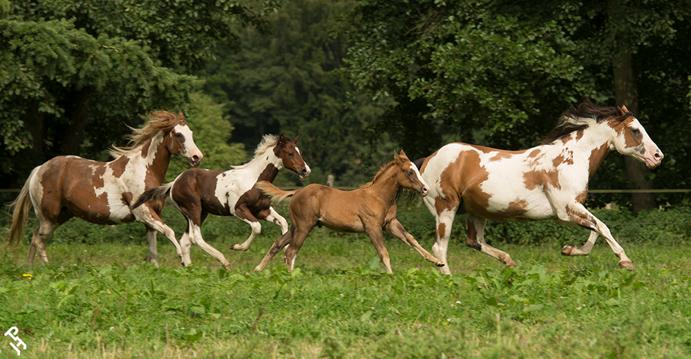 Four Paint Horses running through a field.