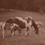 Paint Horse mare and foal in a field.