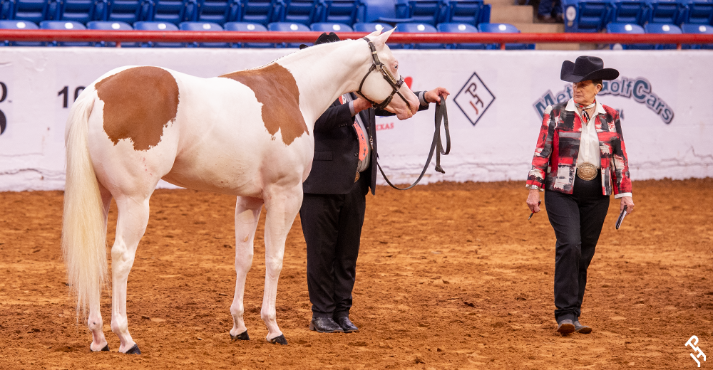 A judge and exhibitor in a halter class.