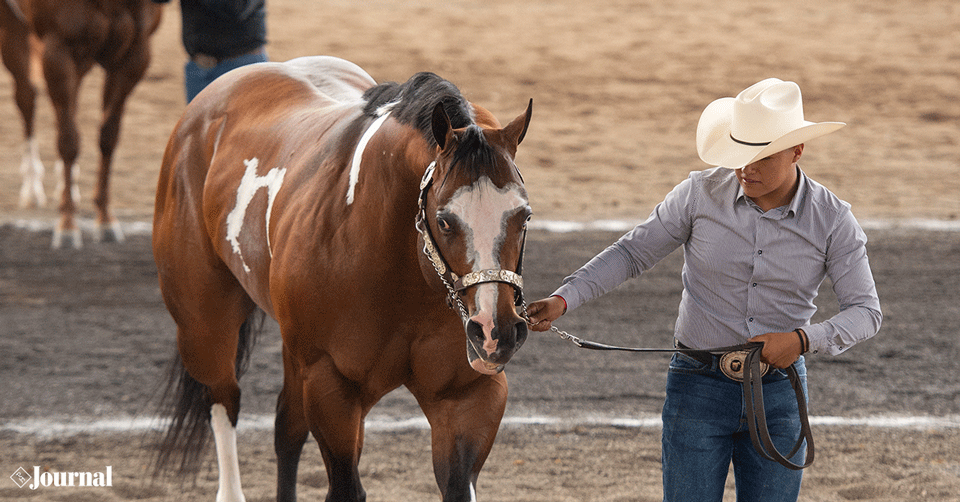 A halter horse being shown.