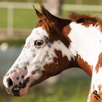 Paint Horse portrait.