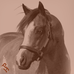 Paint Horse portrait.