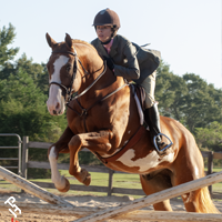 A Paint Horse jumping over fences.