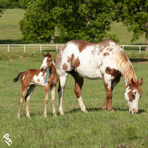 Paint Horse mare and foal in a field.