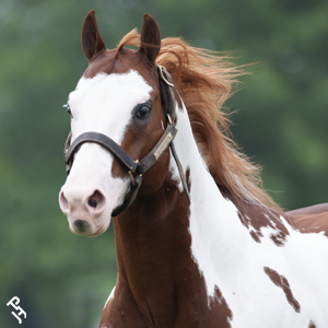 Paint Horse portrait.