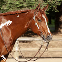 Paint Horse portrait.