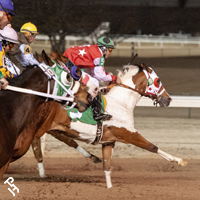 A Paint Horse racing down the track.