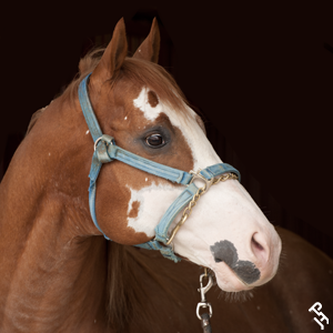 Paint Horse portrait.