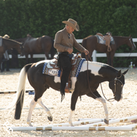 A Paint Horse being shown in trail.