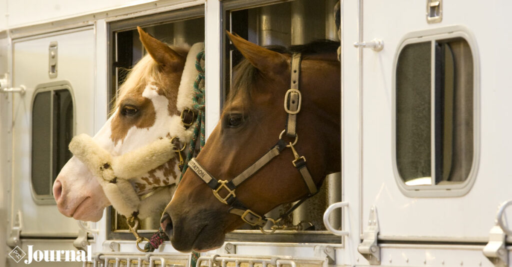 Two horses in their trailers.