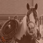 A Paint Horse tacked and ready for roping at the World Show.