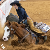 A Paint Horse running cattle down the fence.