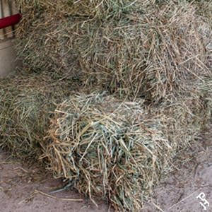 Hay for sale at the World Show feed store.