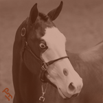 A Paint Horse is showmanship at the World Show.