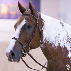 Paint Horse portrait.