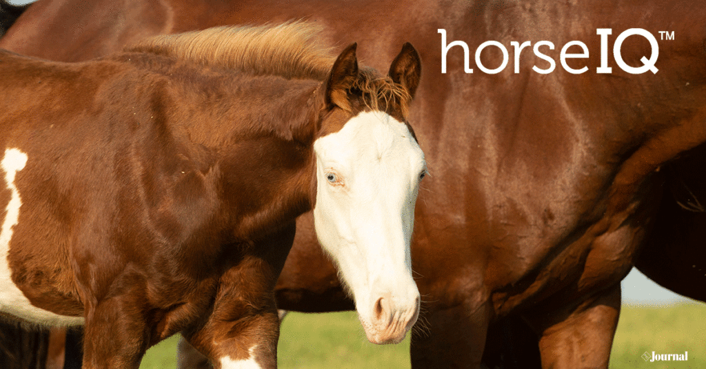 A Paint Horse foal with the horseIQ logo.