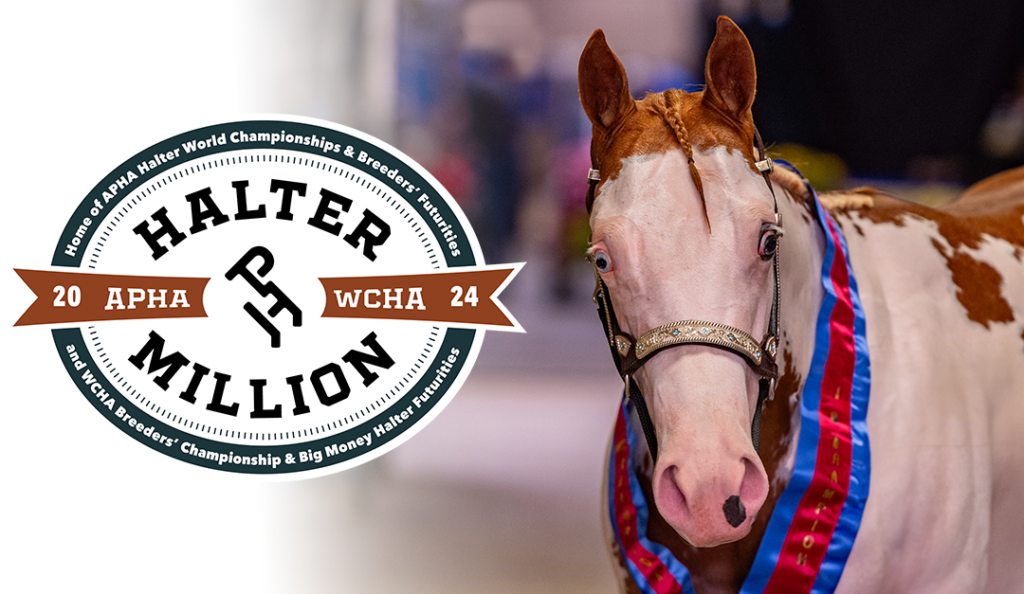 Bald face Paint Horse with the Halter Million logo.