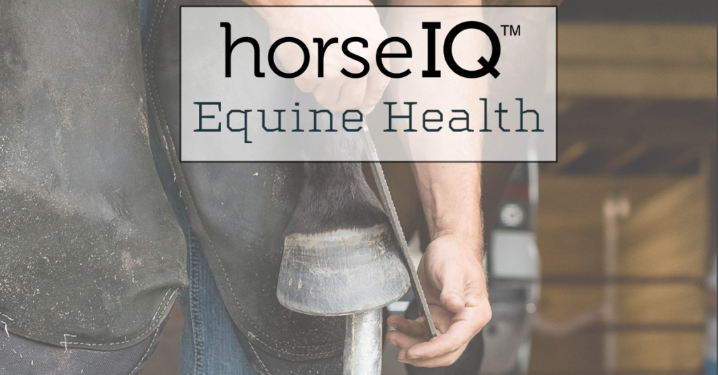 Farrier filing a horses' foot.