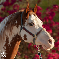 Portrait of Paint Horse with florals in the background.