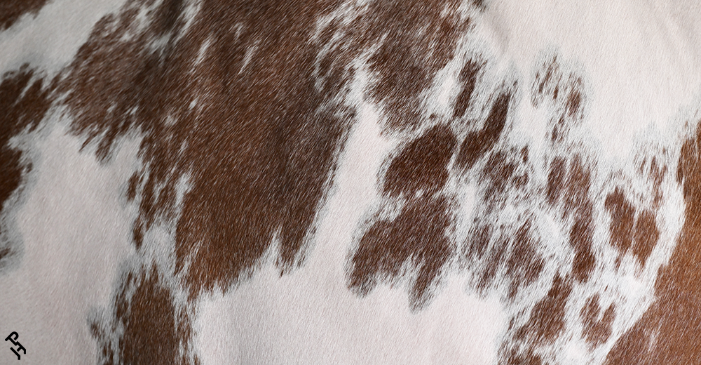 A close-up of a Paint Horse's coat pattern.