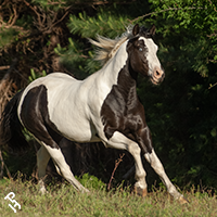 Black tovero running through a field.