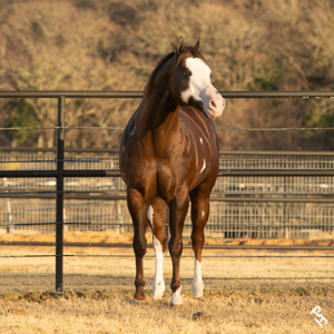 2025 APHA HOF A Scenic Impulse