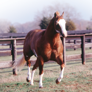 2025 APHA HOF Mighty Awesome