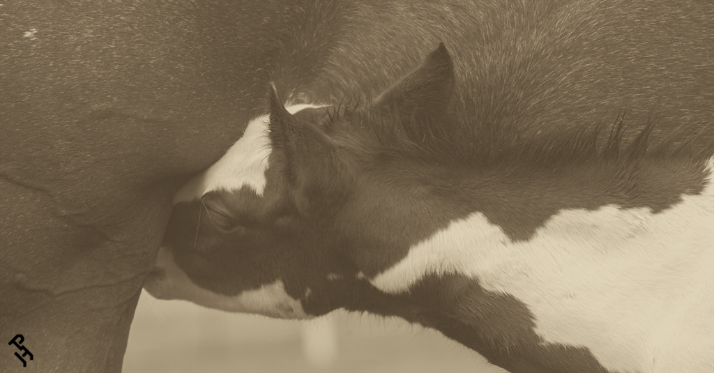 APHA Leading Breeders