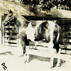 Historic photo of Bandit's Pinto, the first registered American Paint Horse—a black tobiano stallion