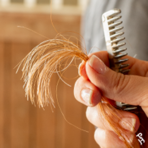 Close-up of a hand holding a pulled horse hair sample for DNA testing.