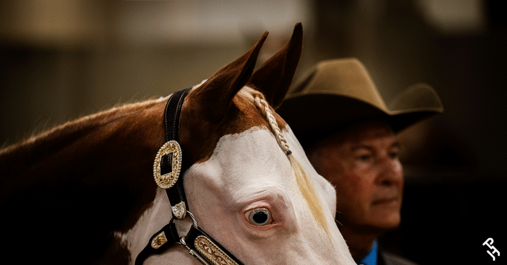 2025 APHA/WCHA Halter Million