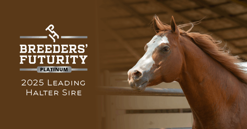 Execute 2025 Leading Halter SIre