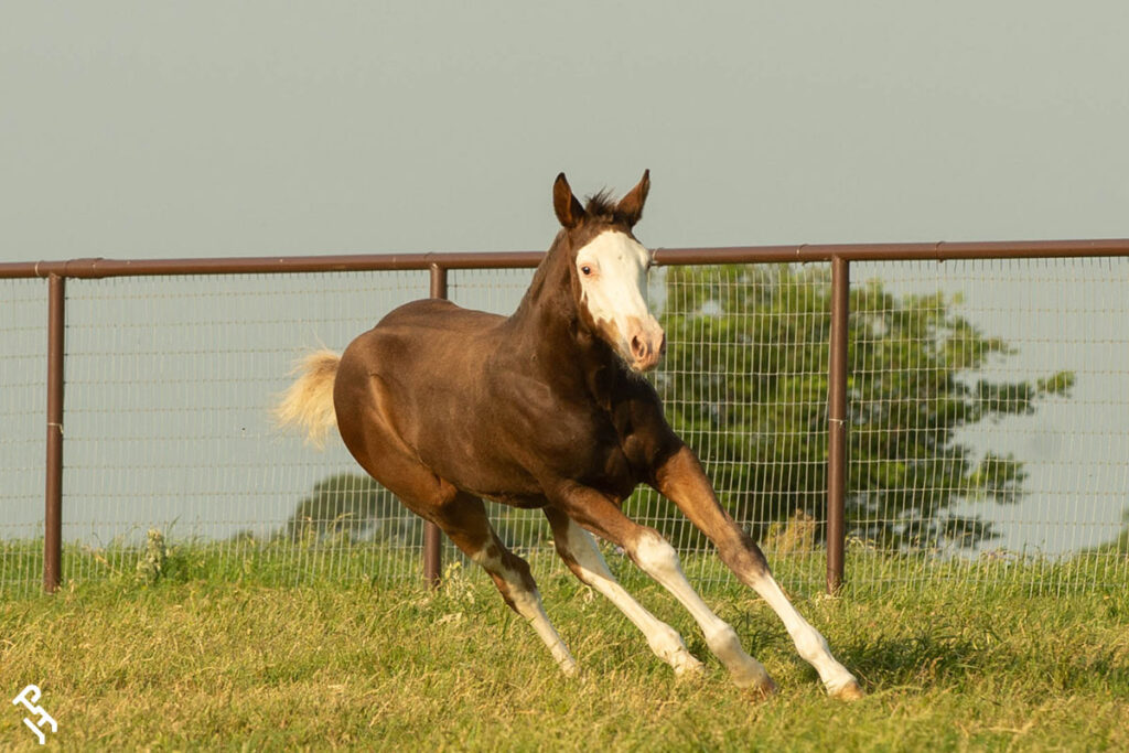 Foal running