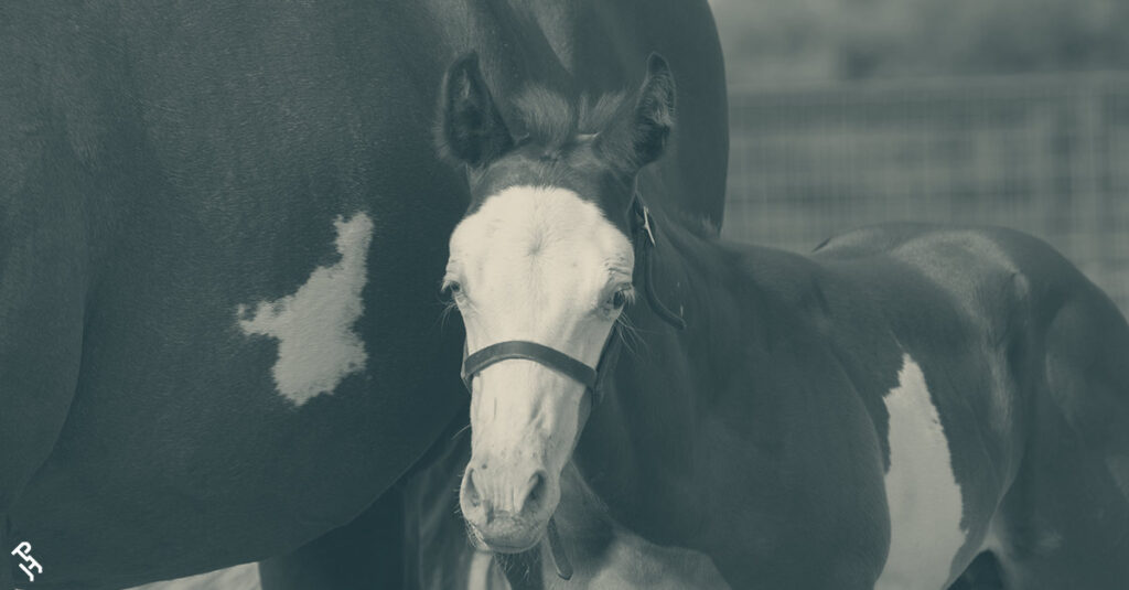 2025 APHA Leading Breeder
