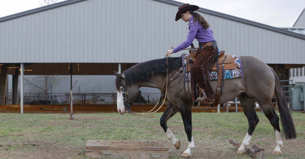 Ready for Ranch Horse Summer 2026 PHJ